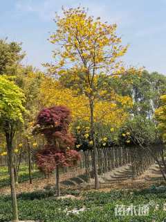 8公分黄花风铃木