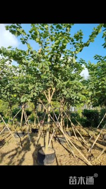 高度500厘米紫荆