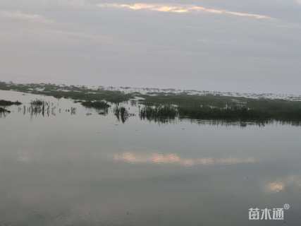 高度20厘米海滨木槿