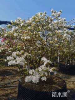 10公分造型杜鹃