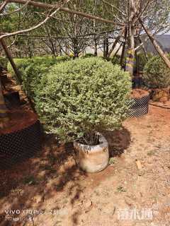 冠幅150厘米银姬小蜡球