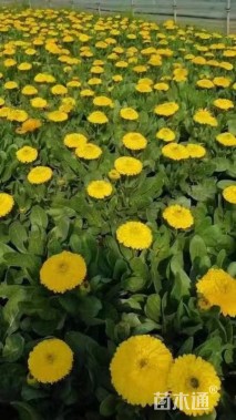 高度20厘米金盏菊