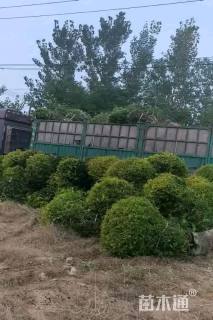 冠幅180厘米金冠女贞球