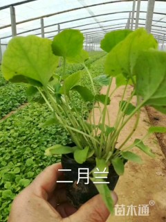 二月兰