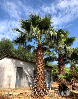 裸干高500厘米华盛顿椰子