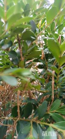 冠幅90厘米金心黄杨球