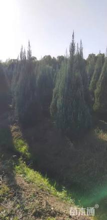 高度200厘米柏树