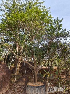 30公分红果冬青