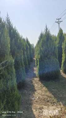 高度200厘米塔柏