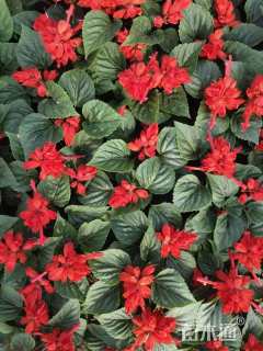 高度15厘米一串红