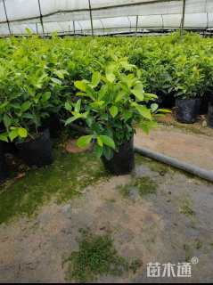 高度20厘米黄金榕