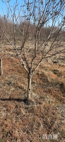 高度200厘米穗花牡荆