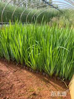 高度30厘米黄花鸢尾