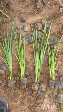 高度70厘米西伯利亚鸢尾