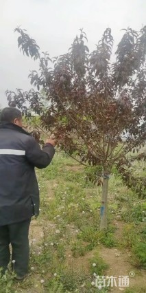 5公分紫叶碧桃