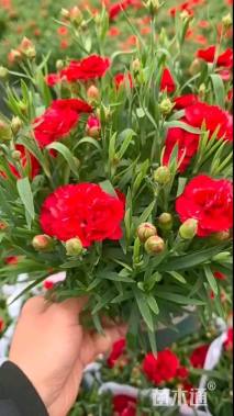 高度10厘米康乃馨