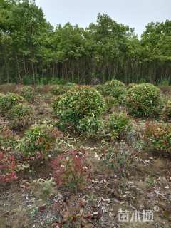 冠幅100厘米红叶石楠球