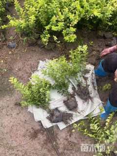 高度40厘米金叶女贞