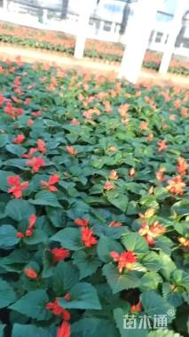 高度15厘米一串红