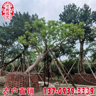 20公分红果冬青