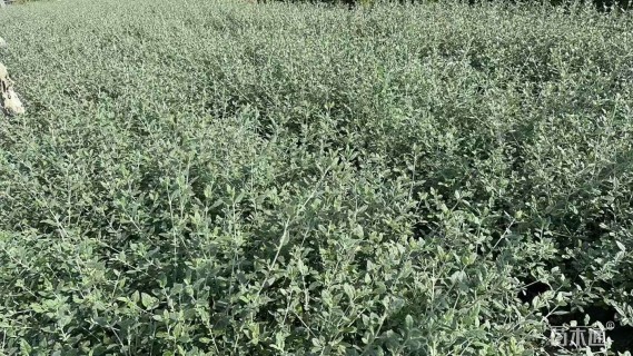 高度40厘米灌从石蚕