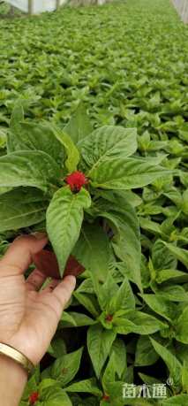 高度20厘米鸡冠花