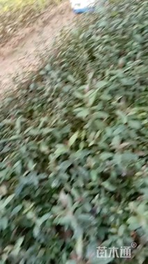 高度30厘米乌饭树