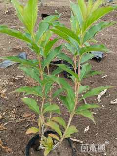 高度45厘米红王子锦带