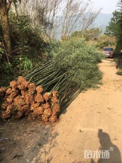 地栽苗雷竹
