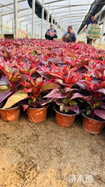 高度20厘米【鸡冠花】图片价格仅供参考 详情—📞青州盛航花卉