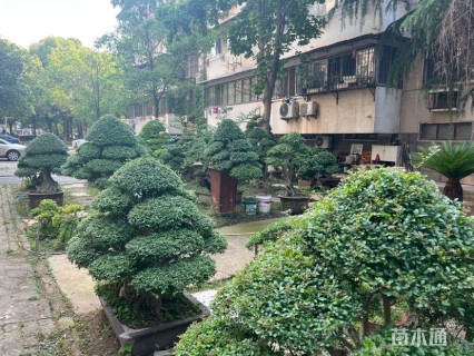 40公分对节白蜡