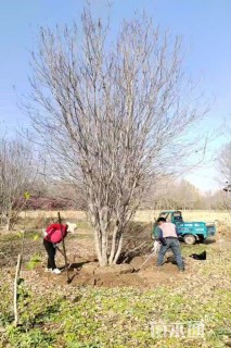 高度800厘米丛生美国红枫
