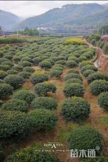 冠幅200厘米无刺枸骨球