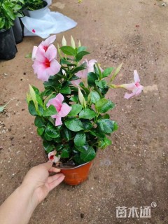 30厘米飘香藤