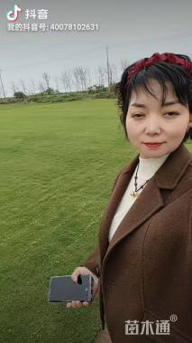 草卷状马尼拉草