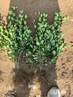 高度60厘米大叶黄杨