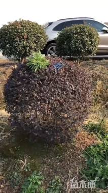 冠幅150厘米红花继木球