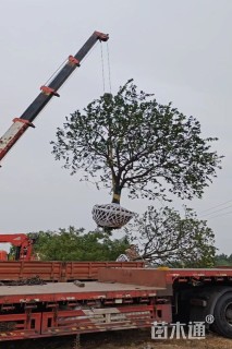 20公分(3杆)丛生香橼