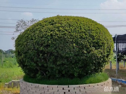 高度180厘米杜鹃