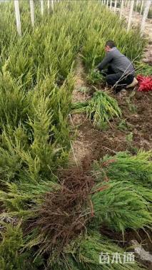 高度55厘米小龙柏