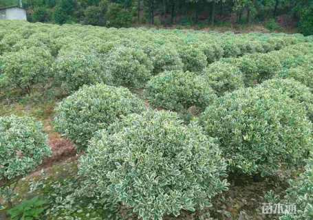 冠幅80厘米金边黄杨球