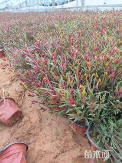 高度20厘米山桃草