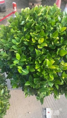 冠幅120厘米金森女贞球