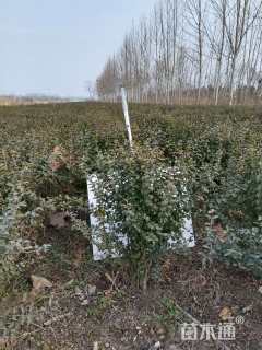 冠幅100厘米火棘球