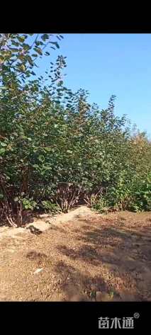 高度100厘米丛生黄栌