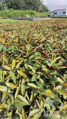 高度30厘米红背桂