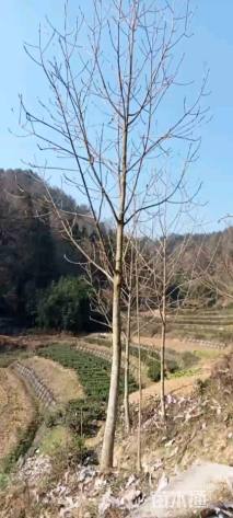 20公分厚朴