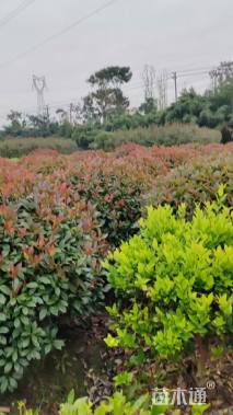 冠幅180厘米红叶石楠球