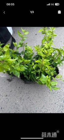 高度20厘米大花六道木