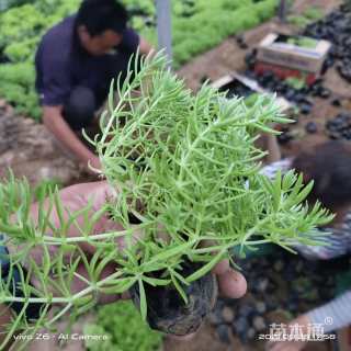 高度10厘米金叶佛甲草